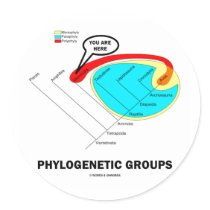 Phylogenetic Groups (Mammalia) You Are Here stickers