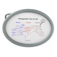 Phylogenetic Tree Of Life You Are Here Belt Buckles
