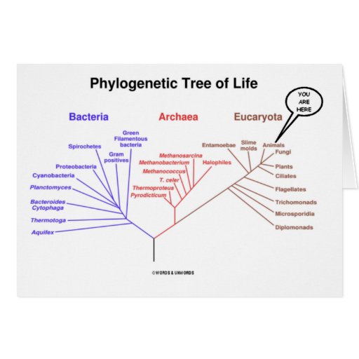 Phylogenetic Tree Of Life - You Are Here (Biology) Card | Zazzle