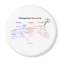 Phylogenetic Tree Of Life - You Are Here (Biology) Refrigerator Magnets