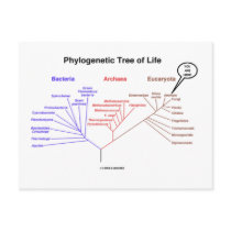 Phylogenetic Tree Of Life - You Are Here (Biology) postcards by wordsunwords Phylogenetic Tree Of Life - You Are Here (Biology) postcards