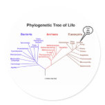 Phylogenetic Tree Of Life - You Are Here (Biology) Stickers