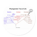 Phylogenetic Tree Of Life - You Are Here (Biology) stickers by wordsunwords Phylogenetic Tree Of Life - You Are Here (Biology) stickers