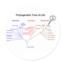 Phylogenetic Tree Of Life - You Are Here (Biology) stickers by wordsunwords Phylogenetic Tree Of Life - You Are Here (Biology) stickers