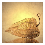 Physalis