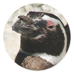 Pi the Penguin Round Stickers