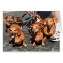 Pia Red Bink Rommel - Dachshund Photo-09 card