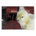 Piano Chick Vintage Look Photo card