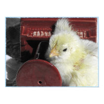 Piano Chick Vintage Look Photo posters