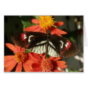 Piano Key Butterfly on Orange flower cards