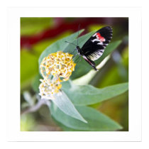 Piano Key Butterfly Poster