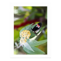 Piano Key Butterfly Posters