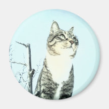 pica magnet