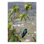 Picaflor Greeting Card