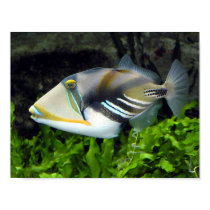 Picasso Triggerfish Poster
