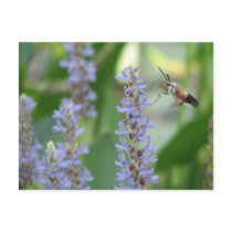 Pickerel and Moth Postcard by naturegirl7 Pickerel and Moth Postcard