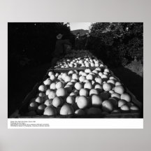 Picking Citrus, January 1956 by Ansel Adams Poster