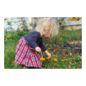 Picking Dandelions posters