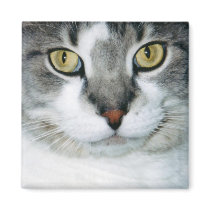 Pickle the Cat Magnet by stonedorphotos Pickle the Cat Magnet