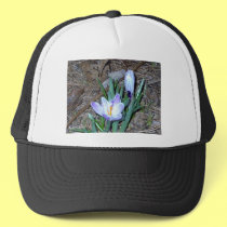 Pickwick Crocus hats
