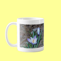 Pickwick Crocus mugs