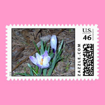 Pickwick Crocus postage by eelkat Pickwick Crocus postage