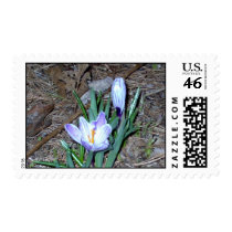 Pickwick Crocus postage