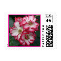 Picotee Roses Postage postage by JuJuGardens Picotee Roses Postage postage