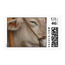 PICT2247_0248.jpg postage