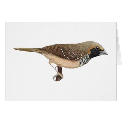 Pictorella Mannikin - Heteromunia pectoralis Greeting Cards by LisasLair