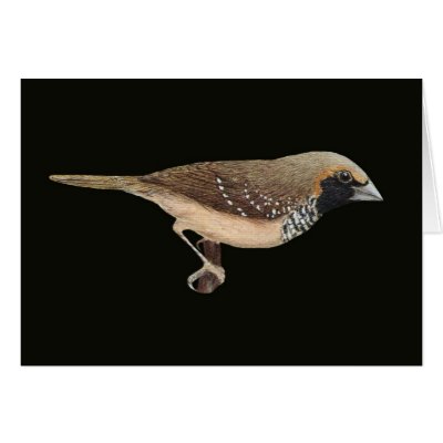 Pictorella Mannikin - Heteromunia pectoralis Card by LisasLair