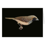 Pictorella Mannikin - Heteromunia pectoralis Card