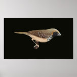 Pictorella Mannikin - Heteromunia pectoralis Folio Poster