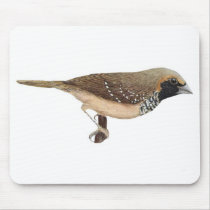 Pictorella Mannikin - Heteromunia pectoralis mousepads