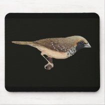 Pictorella Mannikin - Heteromunia pectoralis mousepads