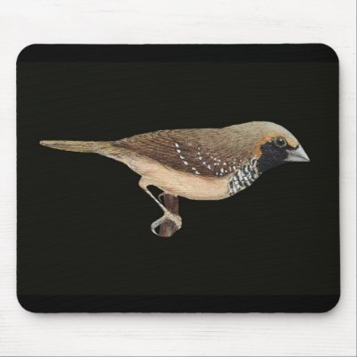 Pictorella Mannikin - Heteromunia pectoralis Mouse Pads by LisasLair