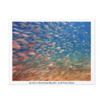 Picture 021, my dive in Dominican Republic, by ... postcards by massapaola Picture 021, my dive in Dominican Republic, by ... postcards
