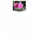 Picture 1349, Pink Cactus Flowers in the Grand ... t-shirts by zalia40 Picture 1349, Pink Cactus Flowers in the Grand ... t-shirts
