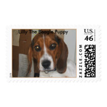 Picture 171, Lilly The Beagle Puppy postage
