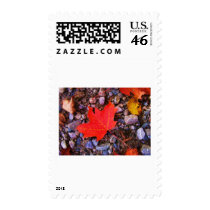 Picture apr 2008 012 postage stamp