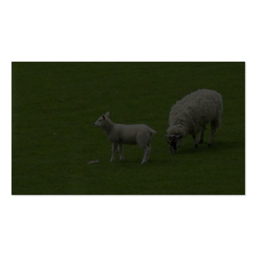 Picture Of A Baby Sheep With Her Mother Business Card Template (back side)