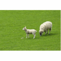 Picture Of A Baby Sheep With Her Mother photo sculptures