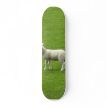 Picture Of A Baby Sheep With Her Mother Skate Decks