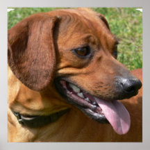 Picture of a Dachshund Print