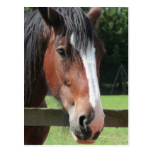 Picture of a Quarter Horse Postcard