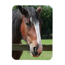 Picture of a Quarter Horse Premium Magnet