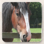 Picture of a Quarter Horse Set of Coasters