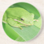 Picture of a Tree Frog Coaster