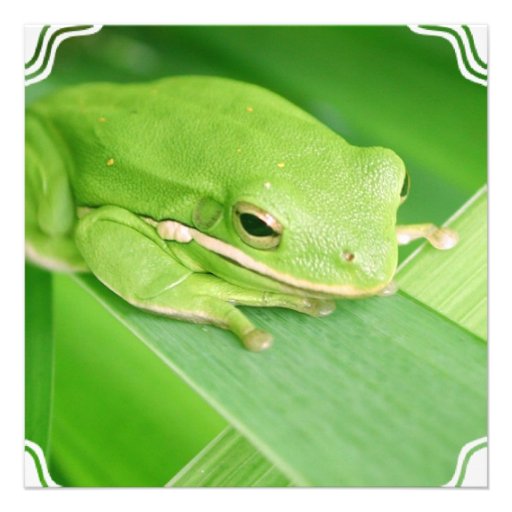 Picture of a Tree Frog Invitations