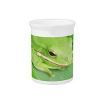 Picture of a Tree Frog Pitcher